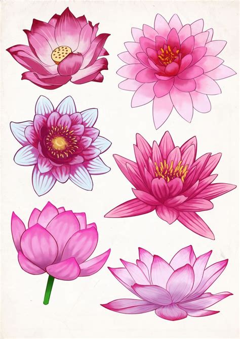 Some pink Lotus flower studies - #flower #lotus #Pink #studies | Lotusblume kunst, Lotus kunst ...