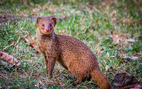 The Story of the Mongoose in Hawaii | Ola Properties