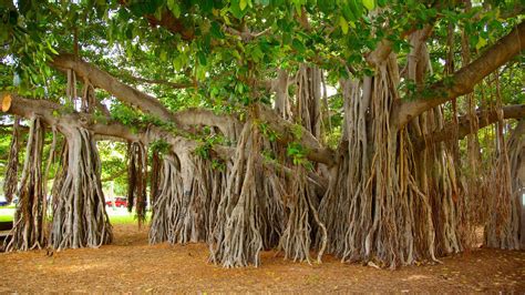 Banyan tree, Tree, Plants