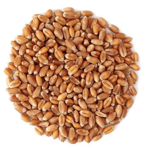 Wheat PNG Image - PurePNG | Free transparent CC0 PNG Image Library