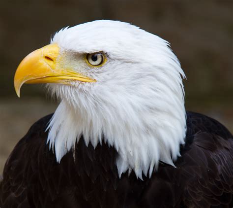 Photo of bald eagle HD wallpaper | Wallpaper Flare