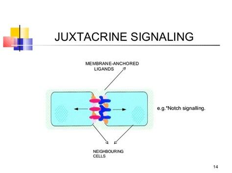 Cell signaling