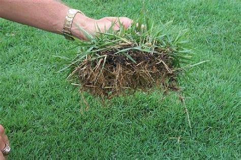 Amazon.com : Zoysia grass seeds 1/8 lb : Garden & Outdoor