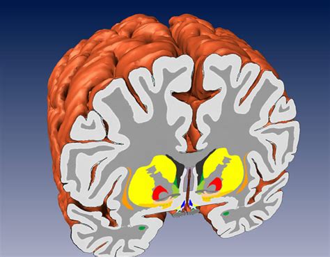 brain anatomy basal ganglia