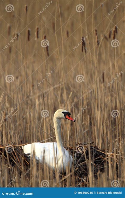 Single Mute Swan Bird on a Nest in Spring Nesting Season Stock Image ...