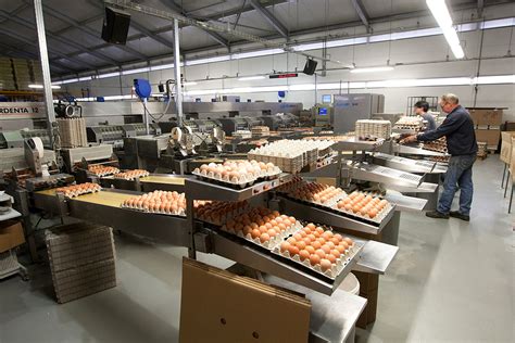 Remarkable dynamics of the global egg industry - Poultry World