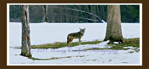 Breezy Cranford Photography: Great Smoky Mountains Wildlife