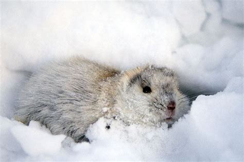 Surviving Winter In The Arctic: Animal Adaptations