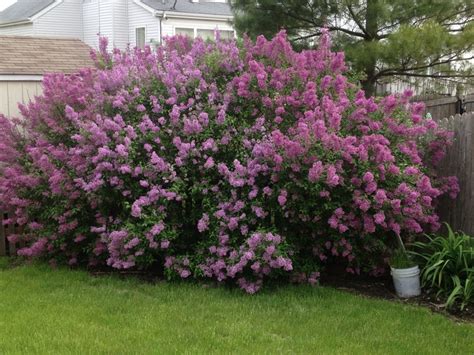 Lilac bush in backyard in spring! | Lilac bushes, Purple decor, Backyard