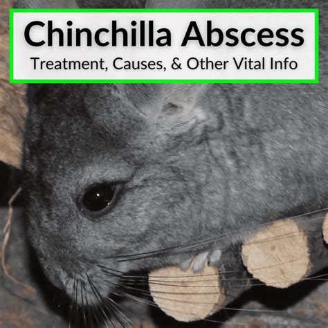 Chinchilla Abscess (Treatment, Causes, & Other Vital Info)