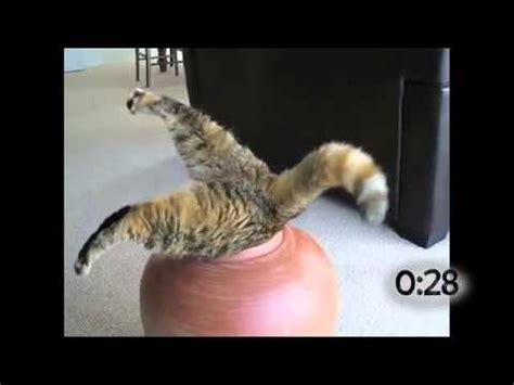 Cats Stuck In Jars - YouTube