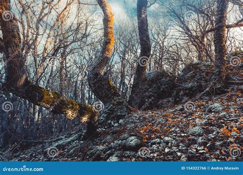 Gloomy Forest stock photo. Image of natural, surreal - 154322766