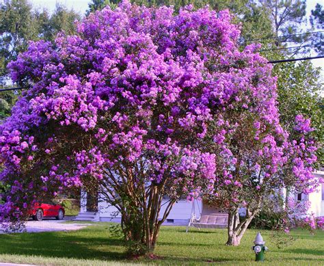 Deciduous Trees - Louie's Nursery