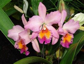 Orchid Unk 8 | Foster Botanical Garden Oahu Hawaii | Drew Avery | Flickr