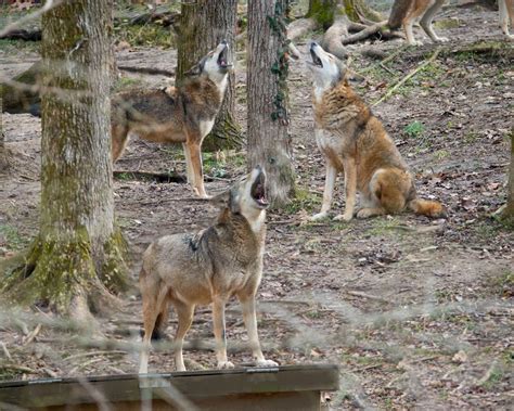 Home - Endangered Wolf Center