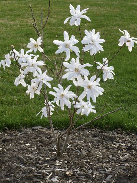 Plant Inventory at 20 Timothy : Magnolia stellata / Star Magnolia