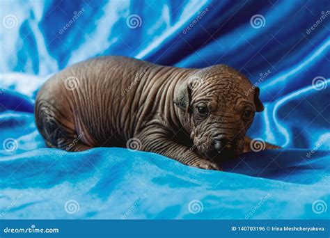 Newborn Dog Mexican Xoloitzcuintle Puppies, One Week Old, Sits on a ...