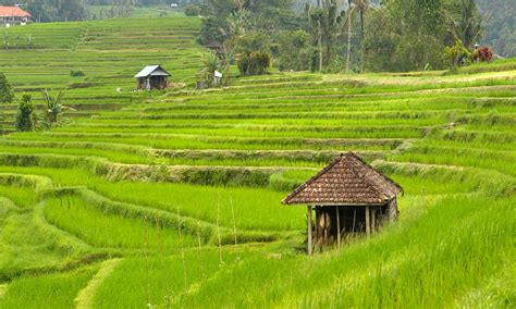 BALI JATILUWIH RICE TERRACE | FAMOUS RICE PADDY TOURISM SITE