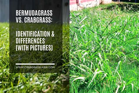 Bermuda Grass vs. Crabgrass: Identification & Differences (With ...