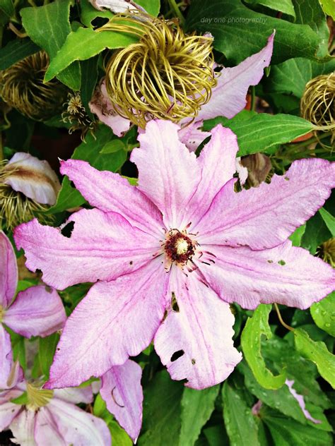 Day One Photography: Clematis