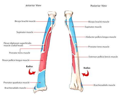 Radius Bone Anatomy – Earth's Lab