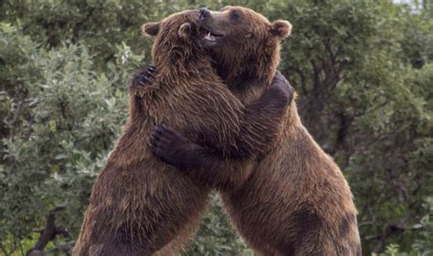 Adorable moment two bears were caught hugging on camera whilst playing | Nature | News | Express ...