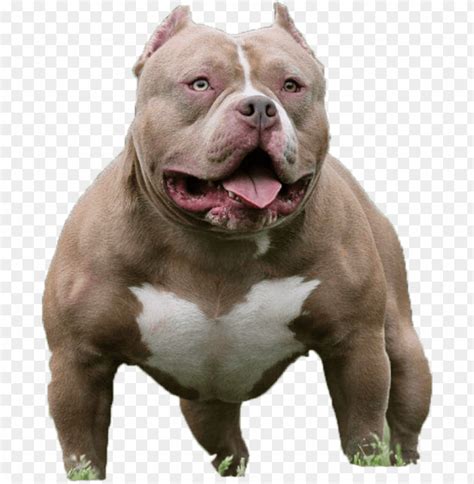 american bully pitbull PNG image with transparent background | TOPpng