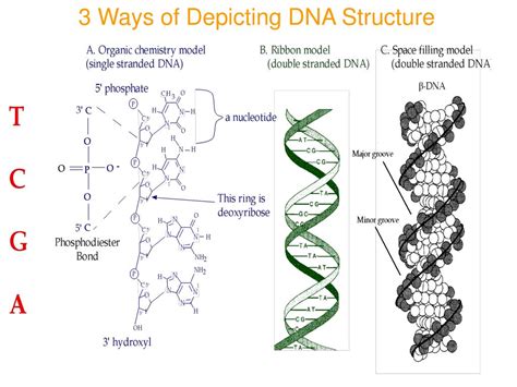 PPT - DNA & RNA Structure PowerPoint Presentation, free download - ID:1040050