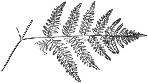 Simple Fern Drawings at PaintingValley.com | Explore collection of ...