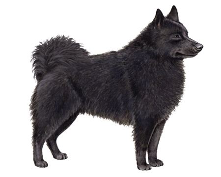 Schipperke Facts - Wisdom Panel™ Dog Breeds