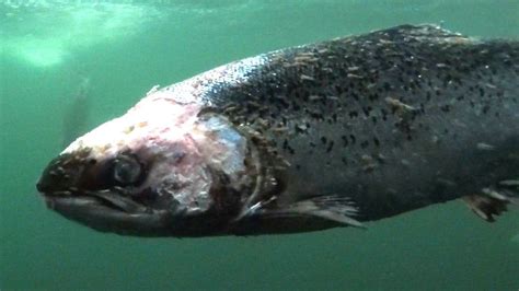 Scotland's first 'enclosed' salmon farm to open on Loch Long - BBC News