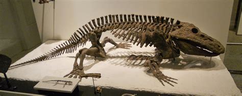 Prehistoric Beast of the Week: Eryops: Prehistoric Animal of the Week