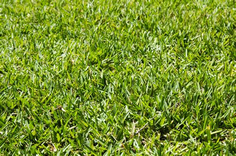 Centipede Grass for Lawns [My Ultimate Guide] - Lawn Chick