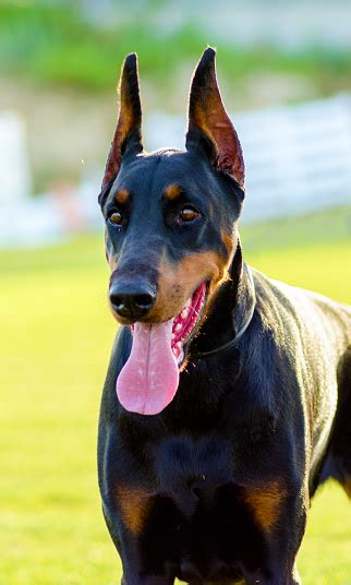 Doberman Pinscher Stock Photo - Download Image Now - 2015, Aggression, Alertness - iStock