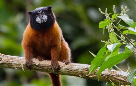 Napo Wildlife Center - Tours de la Amazonía Ecuatoriana