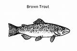 Brown Apache Trout Coloring Pages sketch template