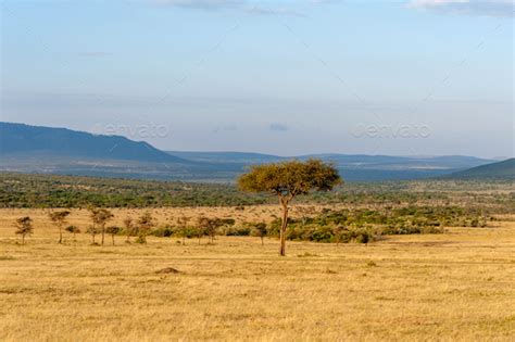 Savannah landscape in the National park of Kenya Stock Photo by byrdyak