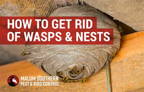 How to Get Rid of Wasps | Guide to Wasp Control & Nest Removal