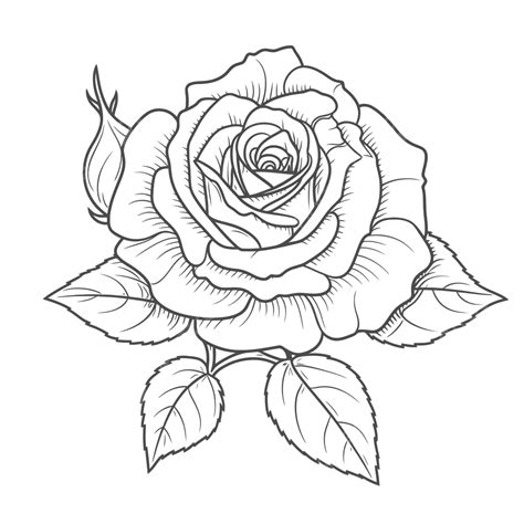 Drawing Of A Rose On A White Background Outline Sketch Vector, Rose Drawing, Wing Drawing, White ...