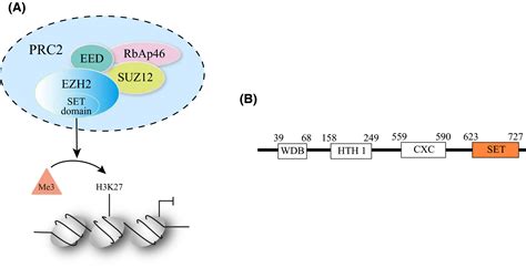 The noncanonical role of EZH2 in cancer - Huang - 2021 - Cancer Science ...