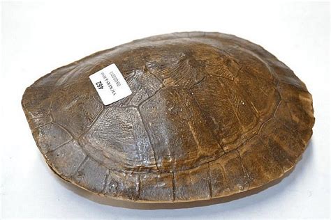 Antique Tortoise Shell: 25cm Long - Natural History - Industry Science & Technology