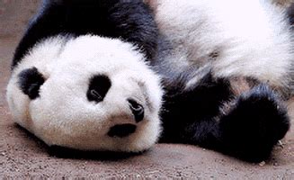 Tired Panda Bear GIF - Find & Share on GIPHY