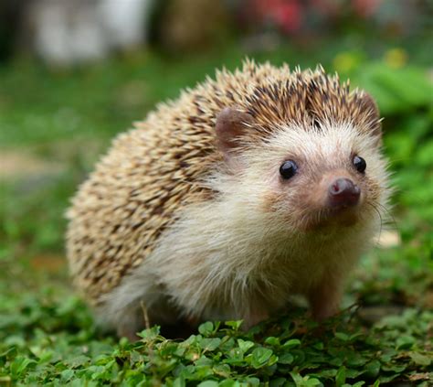 When did you last see a hedgehog? | News Centre - Official news site of Calderdale Council