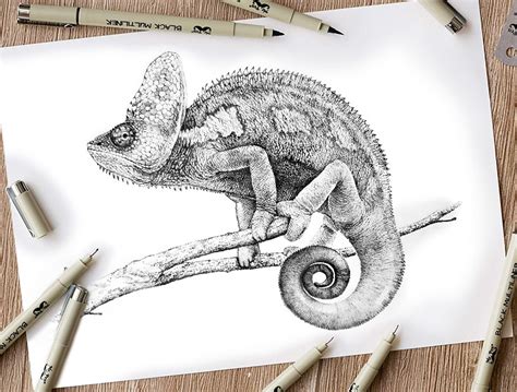 Chameleon clipart :: Behance