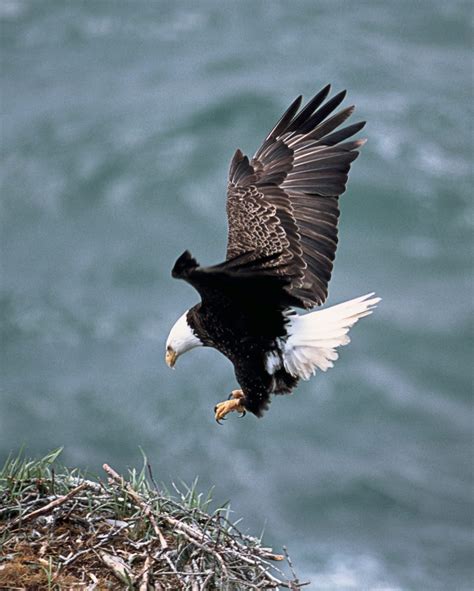 Bald Eagle flying free image | Peakpx