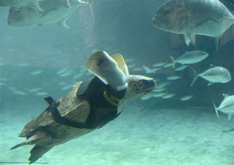 White Wolf : Sea turtle gets prosthetic flippers in Japan