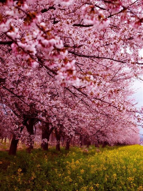 20 Of The Best Pictures Of This Year's Japanese Cherry Blossoms | DeMilked