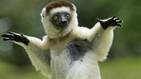 Animals who look like they’re dancing in the wild | Daily Telegraph