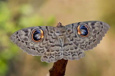 Erebus macrops - the Owl Moth - a photo on Flickriver