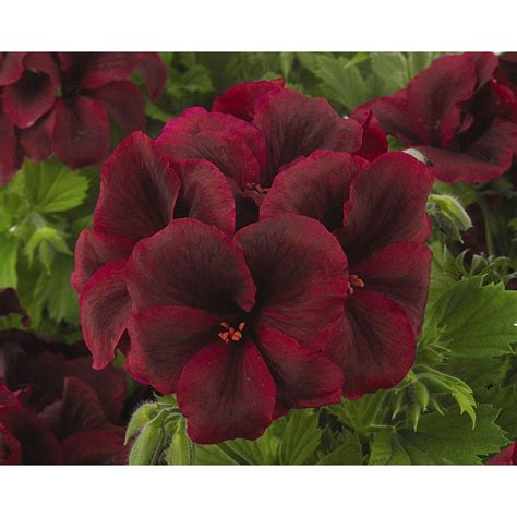 Elegance Burgundy Regal Geranium | Trees to Plant